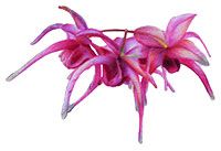 Barrenwort