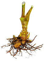 Cohosh Root