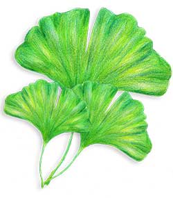Ginkgo Leaf (Ginkgo biloba)