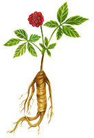 Pomegranate