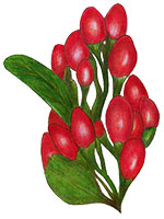Lycium Chinense