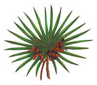 Saw Palmetto Berry
